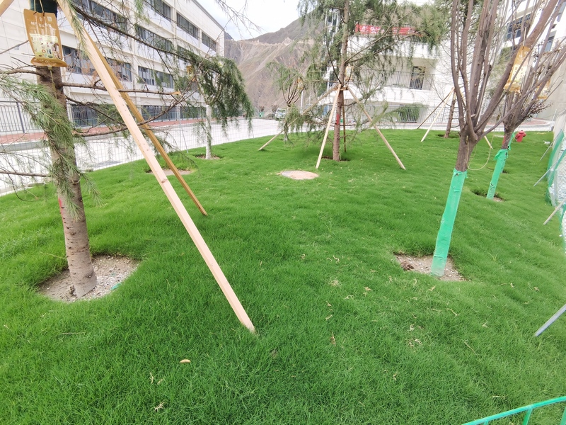 现场绿化